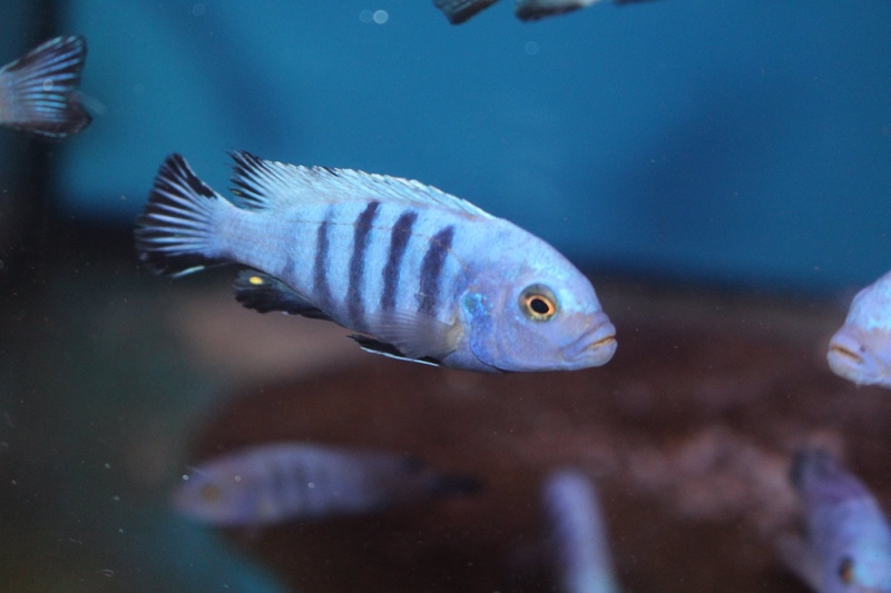 Maylandia pulpican 'Likoma Island'